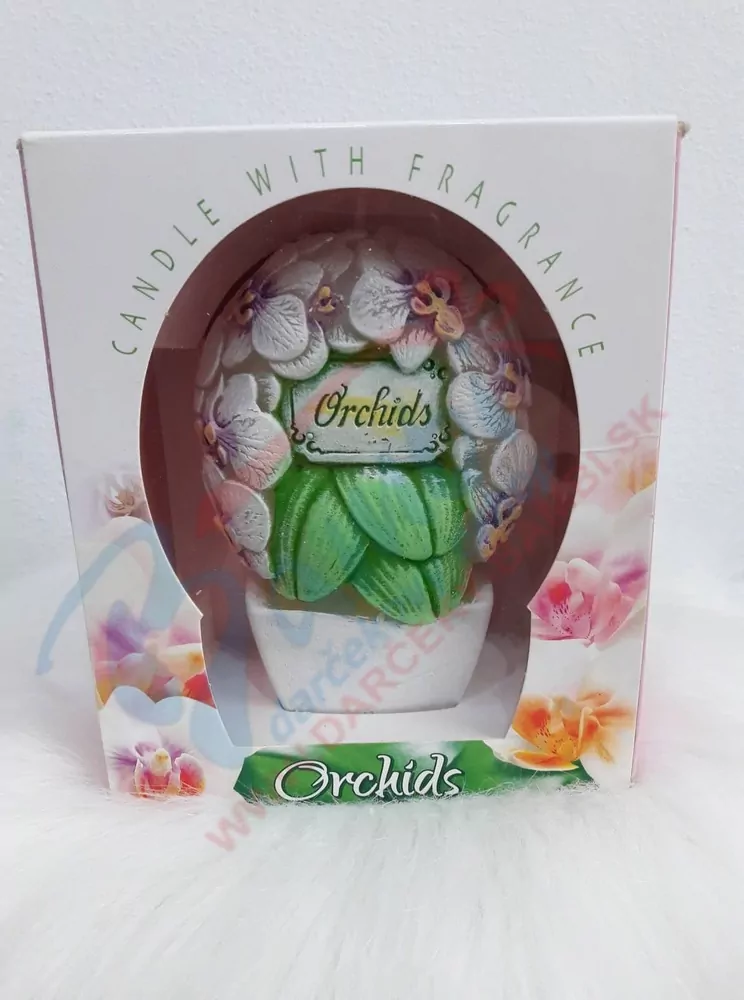 Sviečka orchidea